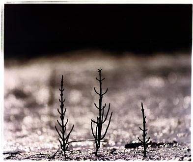 Samphire, Overy Straithe, Norfolk 2001