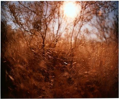 Roadside Grass, Why Arizona 2000