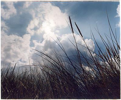 Grass II, Scoult Head, Norfolk 2005