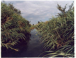 Meadow Dike, Norfolk 2005