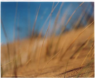 Grass, Gun Hill, Norfolk 2003