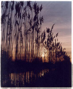 Reeds - Wicken Lode, Wicken 2002