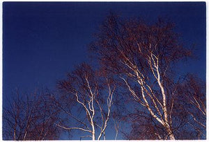 Silver Birches, Wicken Fen 2002