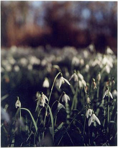 Snowdrops, Sedge Fen Drove, Wicken 2002